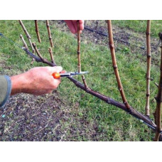 Виноград столовий Молдова | Vitis vinifera Moldova | Виноград столовый Молдова
