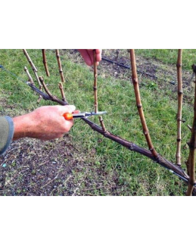 Виноград столовий Молдова | Vitis vinifera Moldova | Виноград столовый Молдова