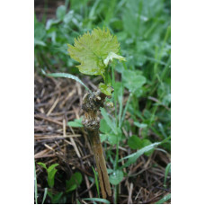 Виноград столовий Молдова | Vitis vinifera Moldova | Виноград столовый Молдова