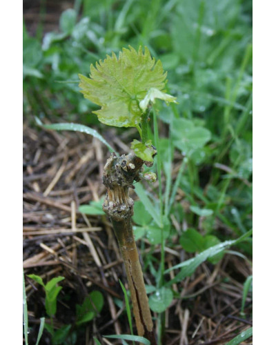 Виноград столовий Молдова | Vitis vinifera Moldova | Виноград столовый Молдова