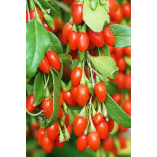 Годжі Біг Беррі | Lucium barbarum Big BerryГоджи Биг Берри | Lucium barbarum Big Berry