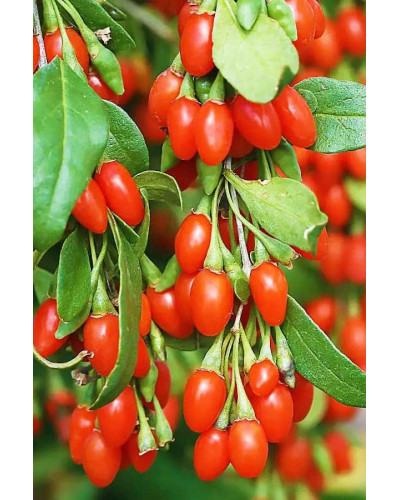 Годжі Біг Беррі | Lucium barbarum Big BerryГоджи Биг Берри | Lucium barbarum Big Berry
