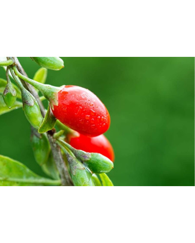 Годжі Біг Беррі | Lucium barbarum Big BerryГоджи Биг Берри | Lucium barbarum Big Berry