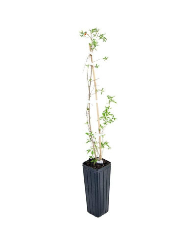 Годжі Біг Беррі | Lucium barbarum Big BerryГоджи Биг Берри | Lucium barbarum Big Berry