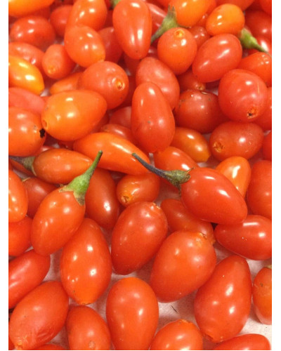 Годжі Біг Беррі | Lucium barbarum Big BerryГоджи Биг Берри | Lucium barbarum Big Berry