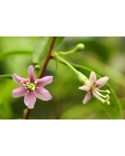 Годжі Біг Беррі | Lucium barbarum Big BerryГоджи Биг Берри | Lucium barbarum Big Berry