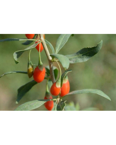 Годжі Біг Беррі | Lucium barbarum Big BerryГоджи Биг Берри | Lucium barbarum Big Berry