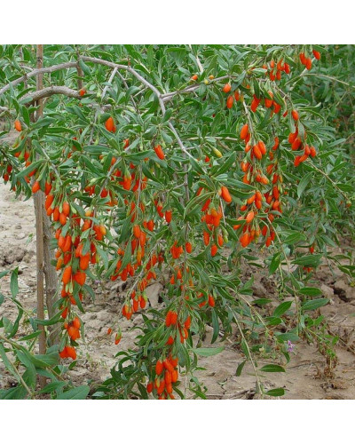 Годжі Біг Беррі | Lucium barbarum Big BerryГоджи Биг Берри | Lucium barbarum Big Berry