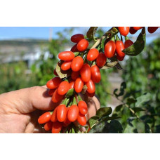 Годжі Біг Беррі | Lucium barbarum Big BerryГоджи Биг Берри | Lucium barbarum Big Berry