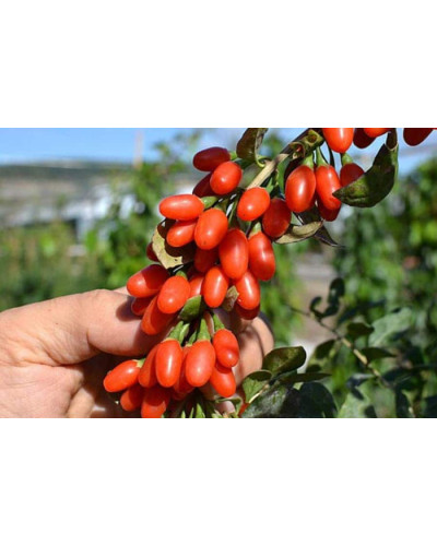 Годжі Біг Беррі | Lucium barbarum Big BerryГоджи Биг Берри | Lucium barbarum Big Berry