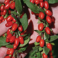 Годжі Біг Беррі | Lucium barbarum Big BerryГоджи Биг Берри | Lucium barbarum Big Berry