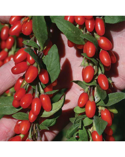 Годжі Біг Беррі | Lucium barbarum Big BerryГоджи Биг Берри | Lucium barbarum Big Berry