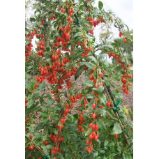 Годжі Біг Беррі | Lucium barbarum Big BerryГоджи Биг Берри | Lucium barbarum Big Berry