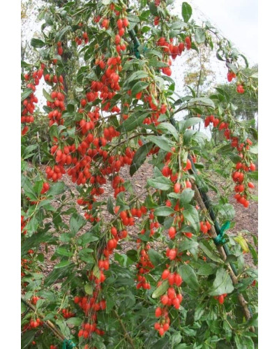 Годжі Біг Беррі | Lucium barbarum Big BerryГоджи Биг Берри | Lucium barbarum Big Berry