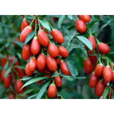 Годжі Біг Беррі | Lucium barbarum Big BerryГоджи Биг Берри | Lucium barbarum Big Berry