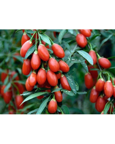 Годжі Біг Беррі | Lucium barbarum Big BerryГоджи Биг Берри | Lucium barbarum Big Berry