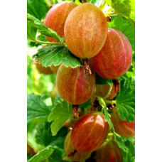 Аґрус Сварог (середній) | Ribes uva-crispa Svarog | Крыжовник Сварог (средний)