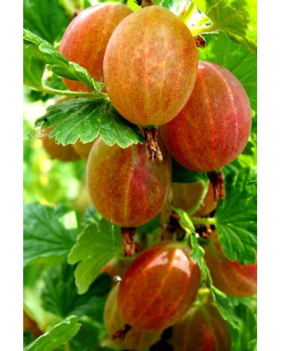 Аґрус Сварог (середній) | Ribes uva-crispa Svarog | Крыжовник Сварог (средний)