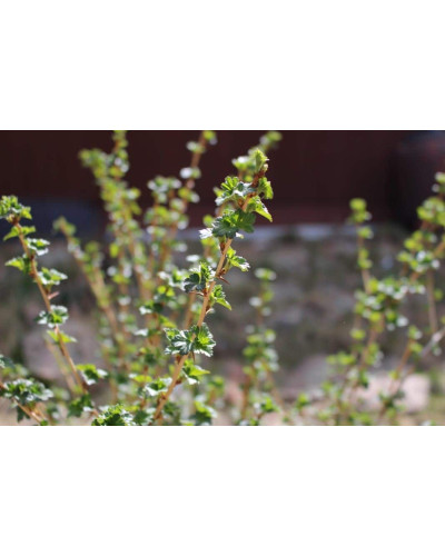 Аґрус Сварог (середній) | Ribes uva-crispa Svarog | Крыжовник Сварог (средний)