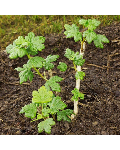 Аґрус Сварог (середній) | Ribes uva-crispa Svarog | Крыжовник Сварог (средний)