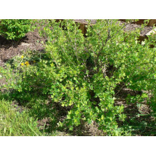 Аґрус Сварог (середній) | Ribes uva-crispa Svarog | Крыжовник Сварог (средний)