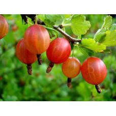 Аґрус Сварог (середній) | Ribes uva-crispa Svarog | Крыжовник Сварог (средний)