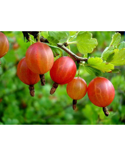 Аґрус Сварог (середній) | Ribes uva-crispa Svarog | Крыжовник Сварог (средний)