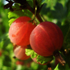 Аґрус Сварог (середній) | Ribes uva-crispa Svarog | Крыжовник Сварог (средний)