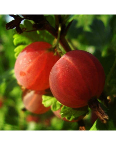 Аґрус Сварог (середній) | Ribes uva-crispa Svarog | Крыжовник Сварог (средний)