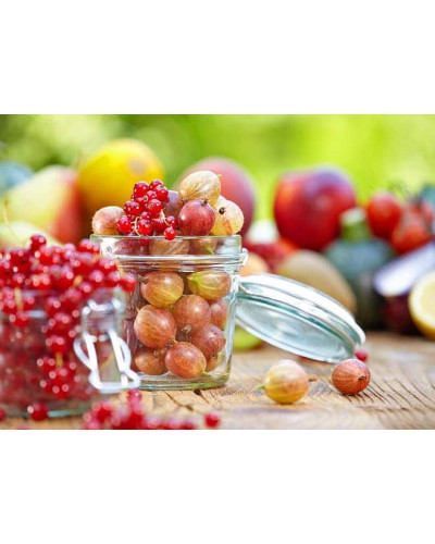 Аґрус Сварог (середній) | Ribes uva-crispa Svarog | Крыжовник Сварог (средний)