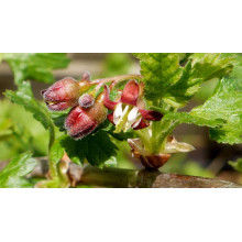 Аґрус Сварог (середній) | Ribes uva-crispa Svarog | Крыжовник Сварог (средний)