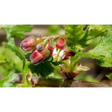 Аґрус Сварог (середній) | Ribes uva-crispa Svarog | Крыжовник Сварог (средний)