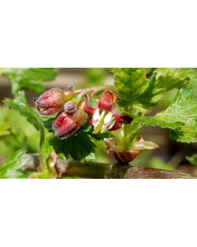 Аґрус Сварог (середній) | Ribes uva-crispa Svarog | Крыжовник Сварог (средний)