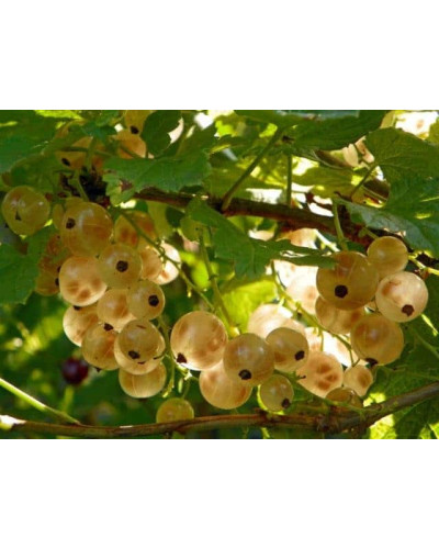 Смородина червона Десертна (рання) | Смородина красная Десертная (ранняя) | Ribes niveum Desertna