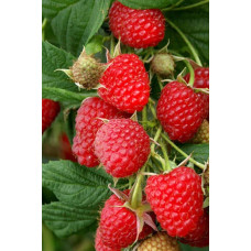 Малина ремонтантна Полка | Rubus idaeus Polka | Малина ремонтантная Полка
