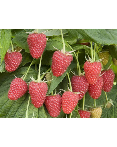 Малина ремонтантна Полка | Rubus idaeus Polka | Малина ремонтантная Полка
