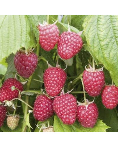 Малина ремонтантна Полка | Rubus idaeus Polka | Малина ремонтантная Полка