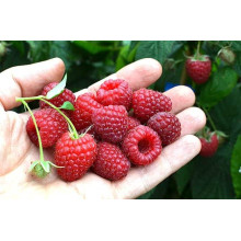 Малина ремонтантна Полка | Rubus idaeus Polka | Малина ремонтантная Полка