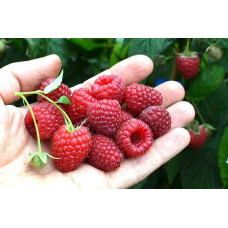 Малина ремонтантна Полка | Rubus idaeus Polka | Малина ремонтантная Полка
