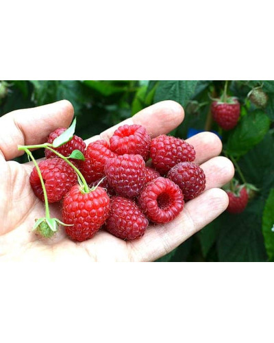 Малина ремонтантна Полка | Rubus idaeus Polka | Малина ремонтантная Полка