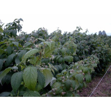 Малина ремонтантна Полка | Rubus idaeus Polka | Малина ремонтантная Полка