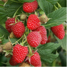 Малина ремонтантна Полка | Rubus idaeus Polka | Малина ремонтантная Полка