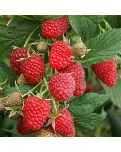 Малина ремонтантна Полка | Rubus idaeus Polka | Малина ремонтантная Полка