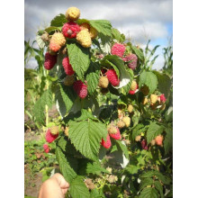 Малина ремонтантна Зюгана | Rubus idaeus Zyugana | Малина ремонтантная Зюгана