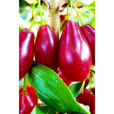 Кизил плодовий Миколка | Cornus mas Mykolka | Кизил плодовый Николка /Коленька