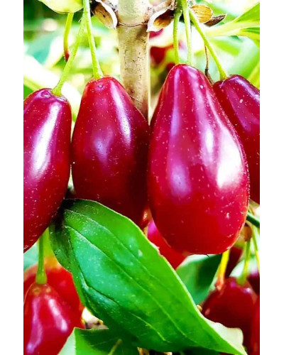 Кизил плодовий Миколка | Cornus mas Mykolka | Кизил плодовый Николка /Коленька