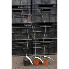 Кизил плодовий Миколка | Cornus mas Mykolka | Кизил плодовый Николка /Коленька
