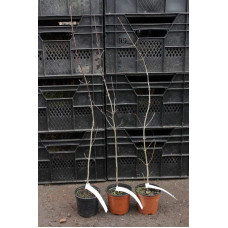 Кизил плодовий Миколка | Cornus mas Mykolka | Кизил плодовый Николка /Коленька