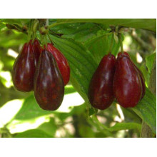 Кизил плодовий Миколка | Cornus mas Mykolka | Кизил плодовый Николка /Коленька