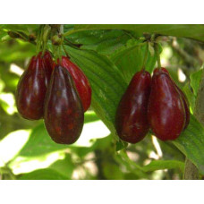 Кизил плодовий Миколка | Cornus mas Mykolka | Кизил плодовый Николка /Коленька